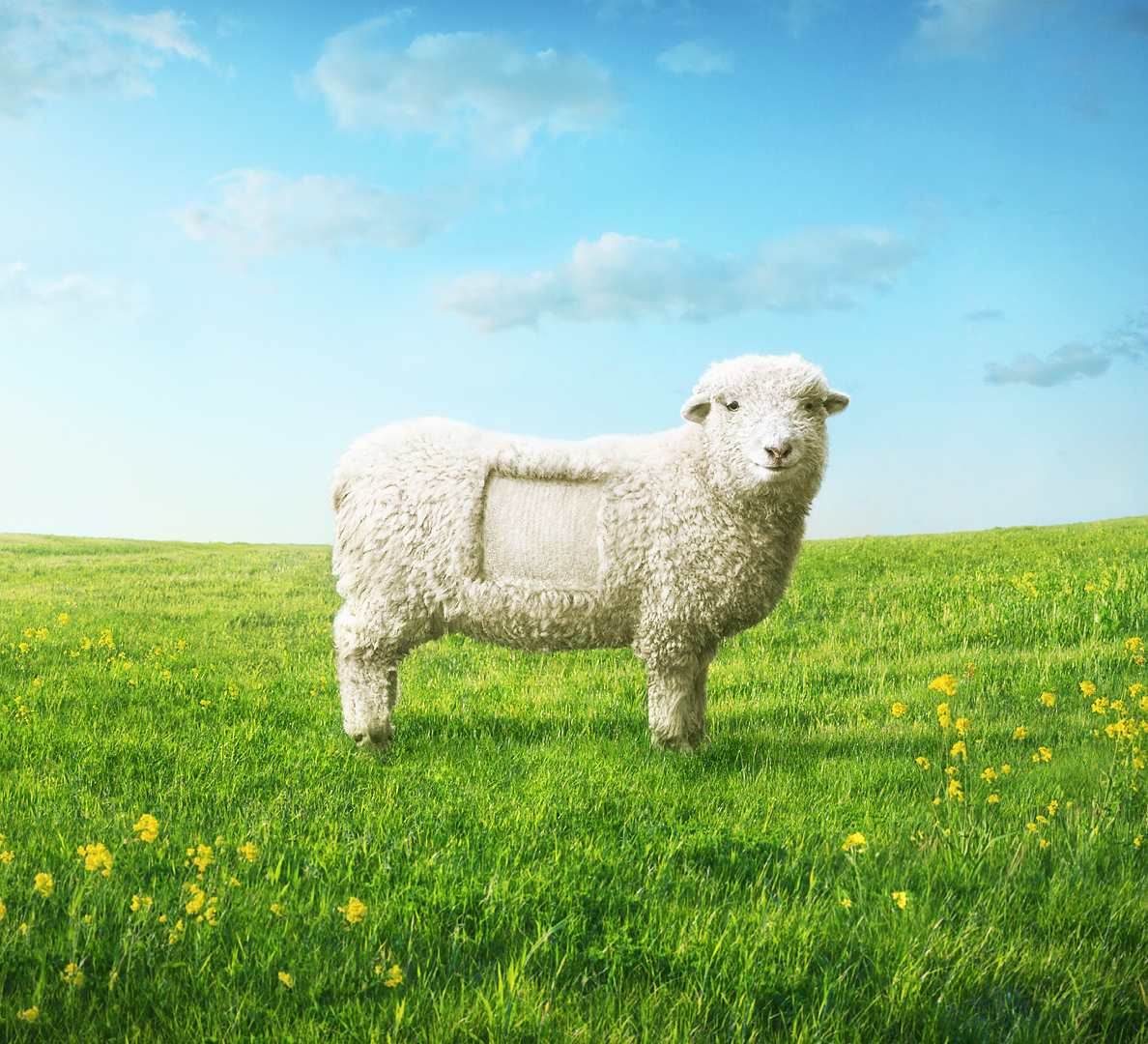 Shaw_Sheep_1080