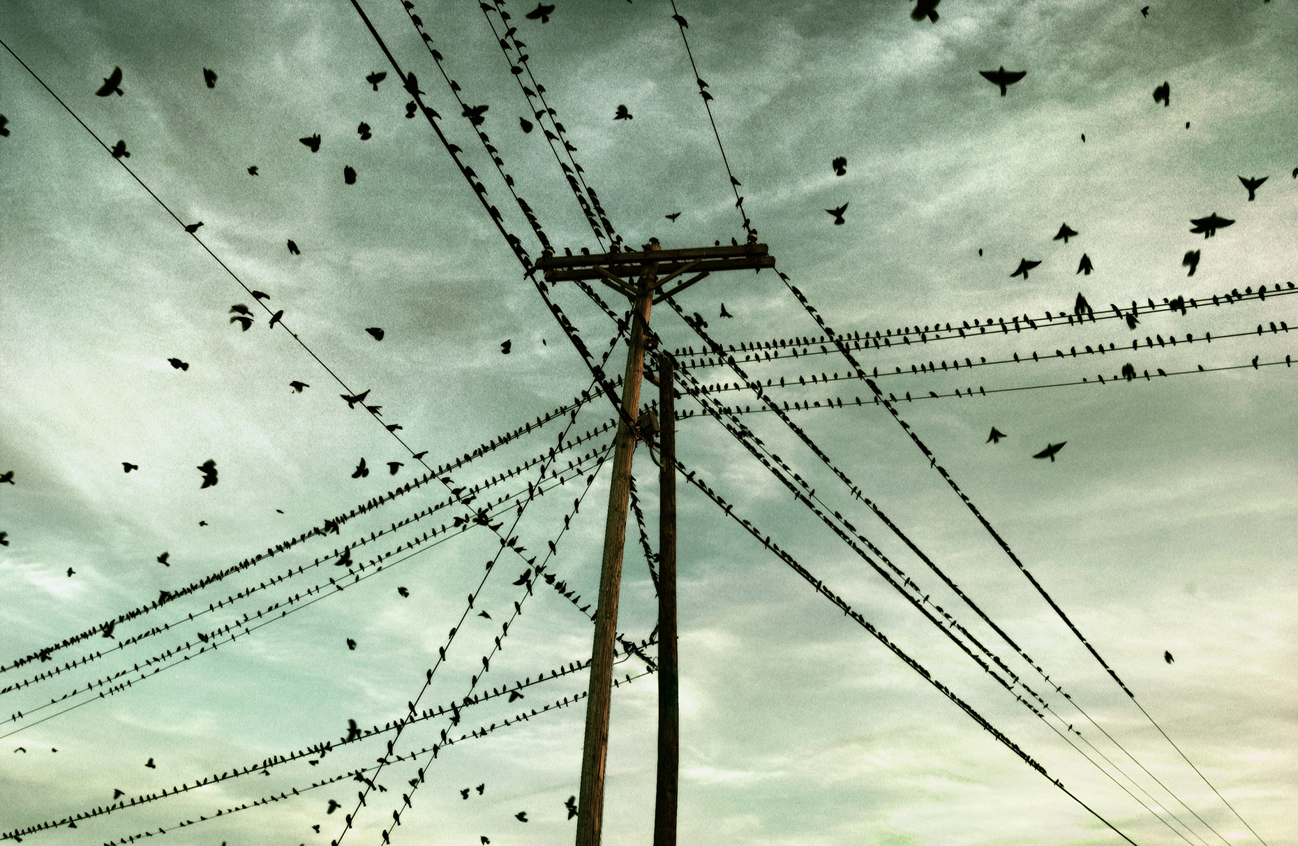 birdsonpowerlines1860